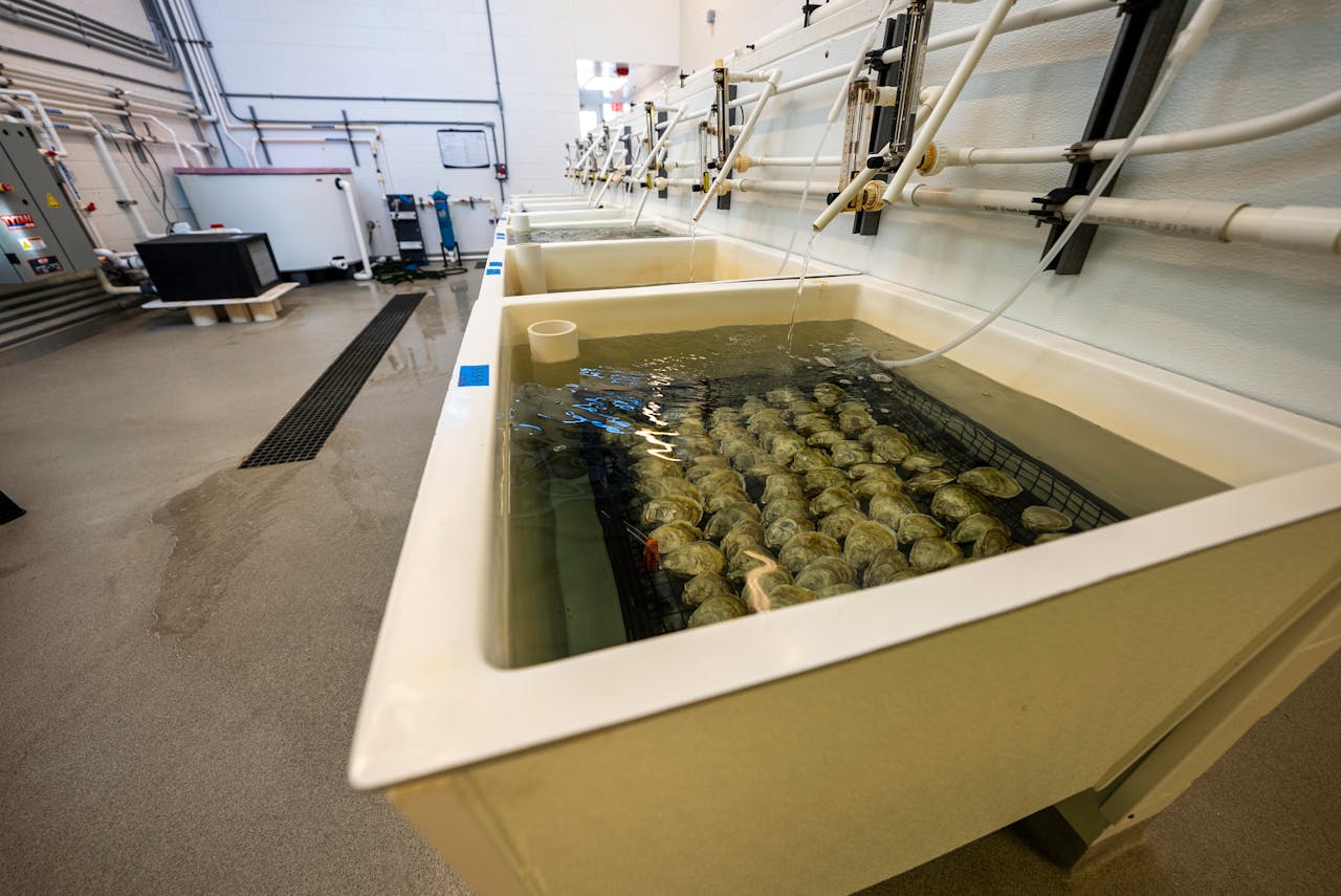 Close-up of shellfish being processed in a North Carolina facility showcasing modern food production.
