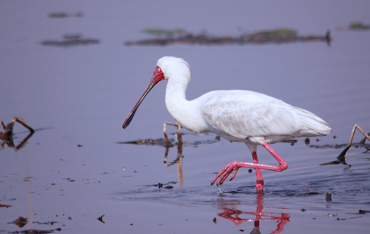 Close-up of African Spoonbill (Platalea alba) wading in a serene wetland.